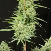 Northern lights