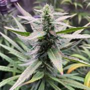The White Sweet Candy OG One