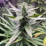 The White Sweet Candy OG One