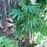 Sticky Broccoli