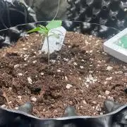 The White Sweet Candy OG One