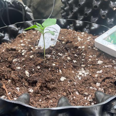 The White Sweet Candy OG One