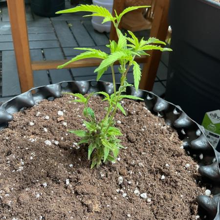 Sticky Broccoli II