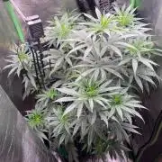 The White Sweet Candy OG One