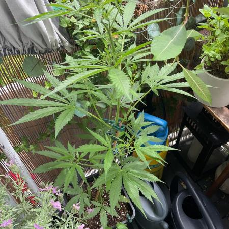 Northern lights