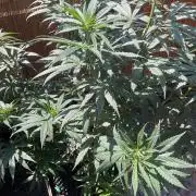 The White Sweet Candy OG One