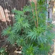 Sticky Broccoli II