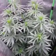 The White Sweet Candy OG One