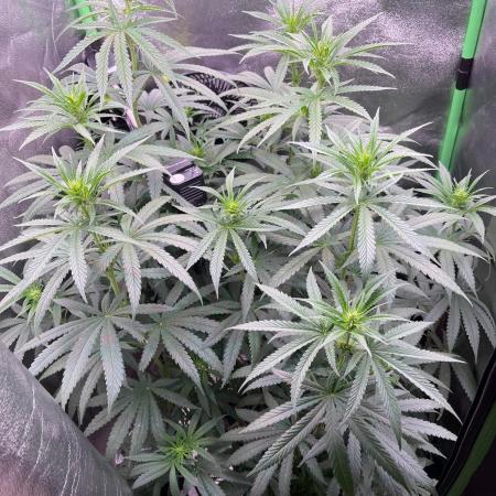 The White Sweet Candy OG One