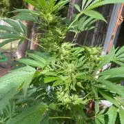 Sticky Broccoli II
