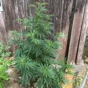 Sticky Broccoli II
