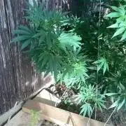 Sticky Broccoli II