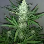 Gorilla Glue Auto BSF