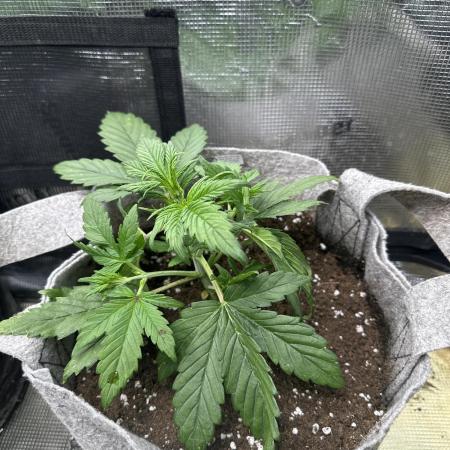 FastBuds BananaPurplePunch