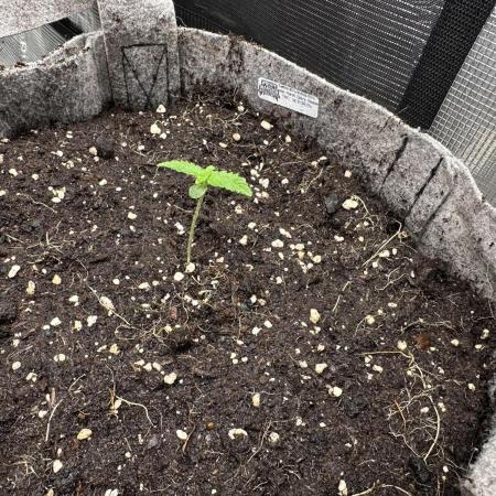 FastBuds Frostbanger