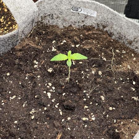 FastBuds BananaPurplePunch