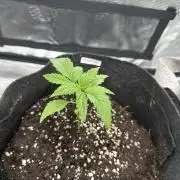 FastBuds Purple Haze