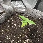 FastBuds Frostbanger