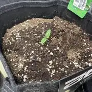 FastBuds Papaya cookies