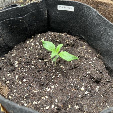 FastBuds Purple Haze