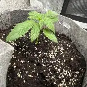 FastBuds BananaPurplePunch