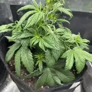 FastBuds Purple Haze