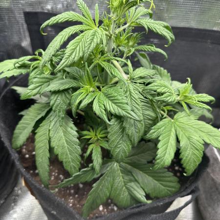 FastBuds Purple Haze