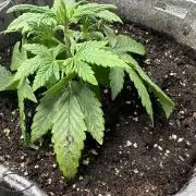 FastBuds Frostbanger