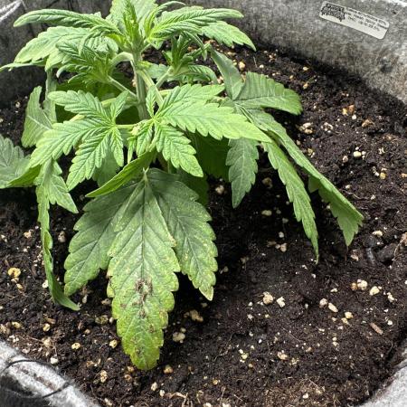 FastBuds Frostbanger