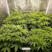 Hindu Kush 2026 - Sensi Seeds