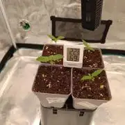 Hindu Kush 2026 - Sensi Seeds