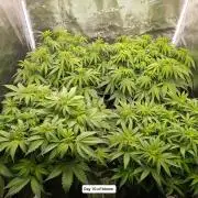 Hindu Kush 2026 - Sensi Seeds