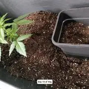 Hindu Kush 2026 - Sensi Seeds