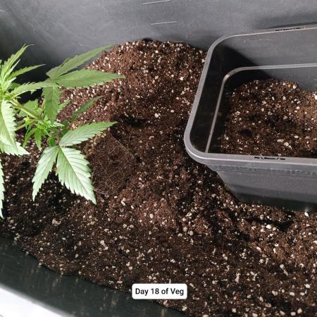 Hindu Kush 2026 - Sensi Seeds