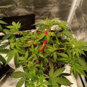 Hindu Kush 2026 - Sensi Seeds