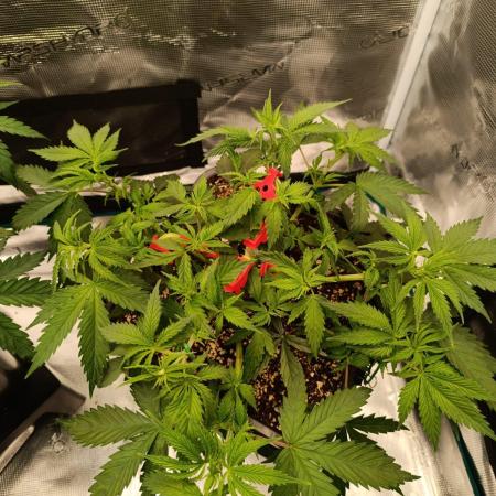 Hindu Kush 2026 - Sensi Seeds
