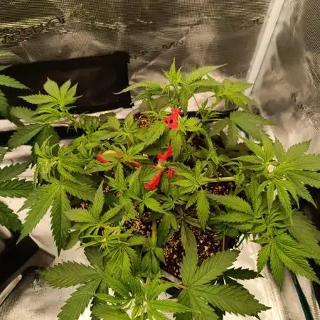 Hindu Kush 2026 - Sensi Seeds