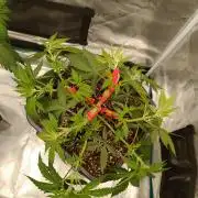 Hindu Kush 2026 - Sensi Seeds