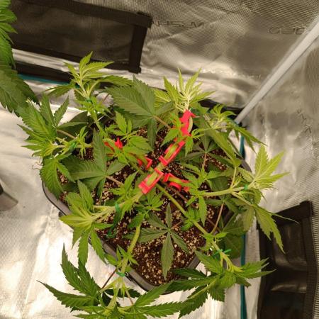 Hindu Kush 2026 - Sensi Seeds