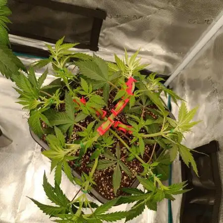Hindu Kush 2026 - Sensi Seeds