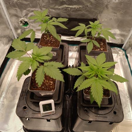 Hindu Kush 2026 - Sensi Seeds