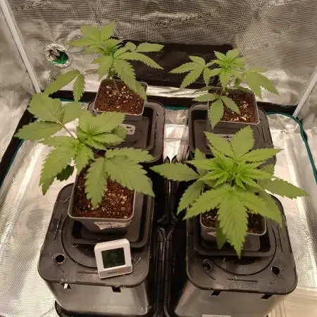 Hindu Kush 2026 - Sensi Seeds