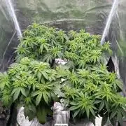 Hindu Kush 2026 - Sensi Seeds