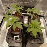 Hindu Kush 2026 - Sensi Seeds