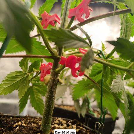 Hindu Kush 2026 - Sensi Seeds