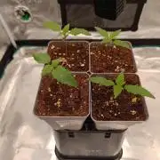 Hindu Kush 2026 - Sensi Seeds