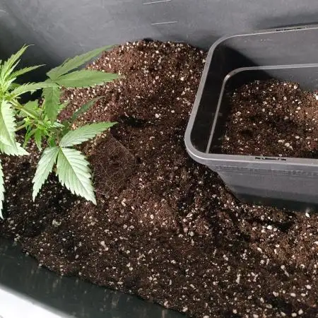 Hindu Kush 2026 - Sensi Seeds