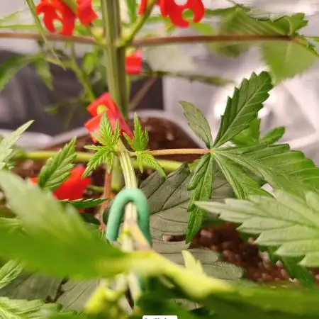 Hindu Kush 2026 - Sensi Seeds
