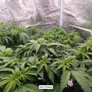 Hindu Kush 2026 - Sensi Seeds
