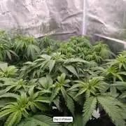 Hindu Kush 2026 - Sensi Seeds